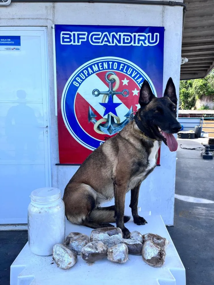 Cadela farejadora &Iacute;sis sinalizou para pote com entorpecente - foto: Divulga&ccedil;&atilde;o 