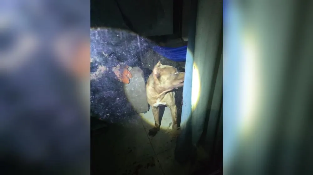 Pitbull ficou preso na resid&ecirc;ncia at&eacute; a chegada de equipe do CCZ - foto: Reprodu&ccedil;&atilde;o/Redes sociais 