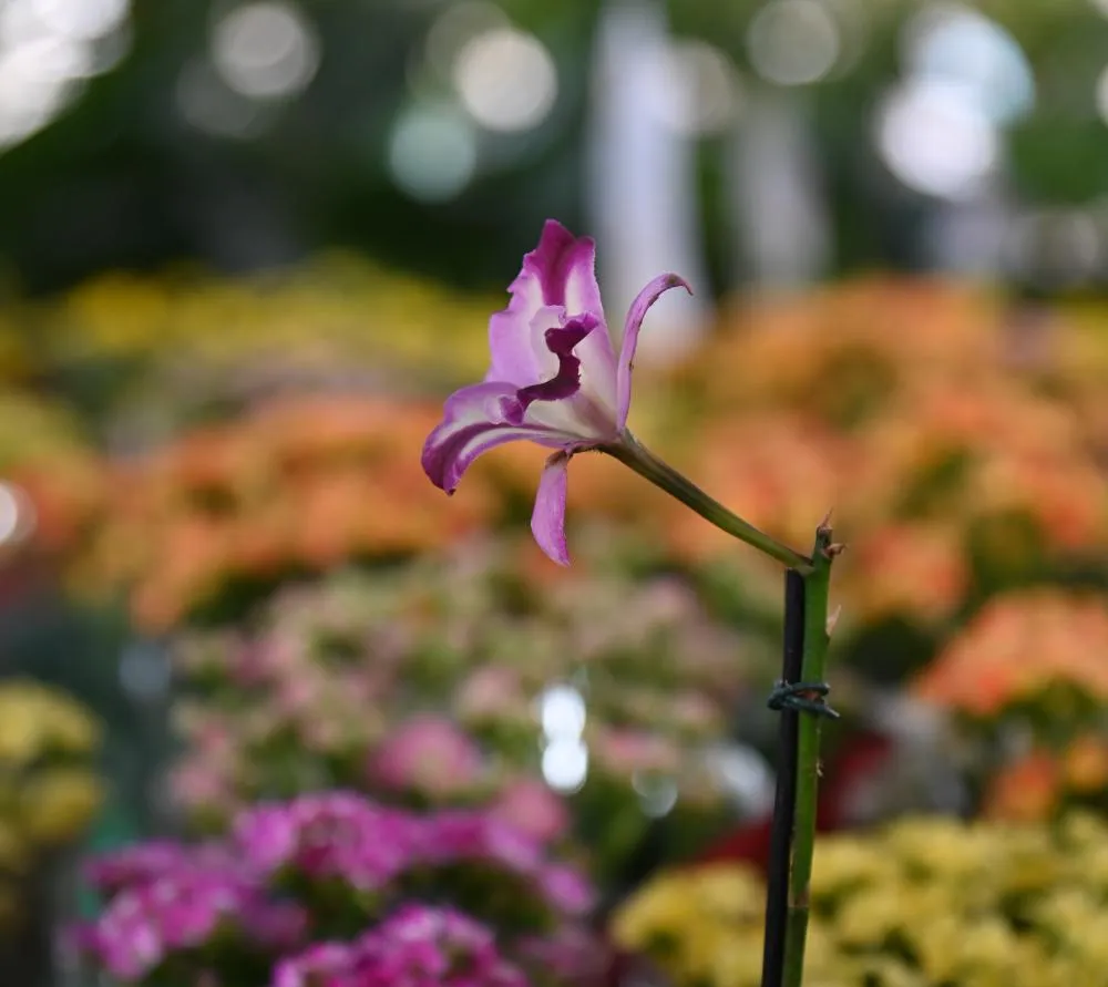 Feira Flor Amor tem edição em junho - foto: CCOM