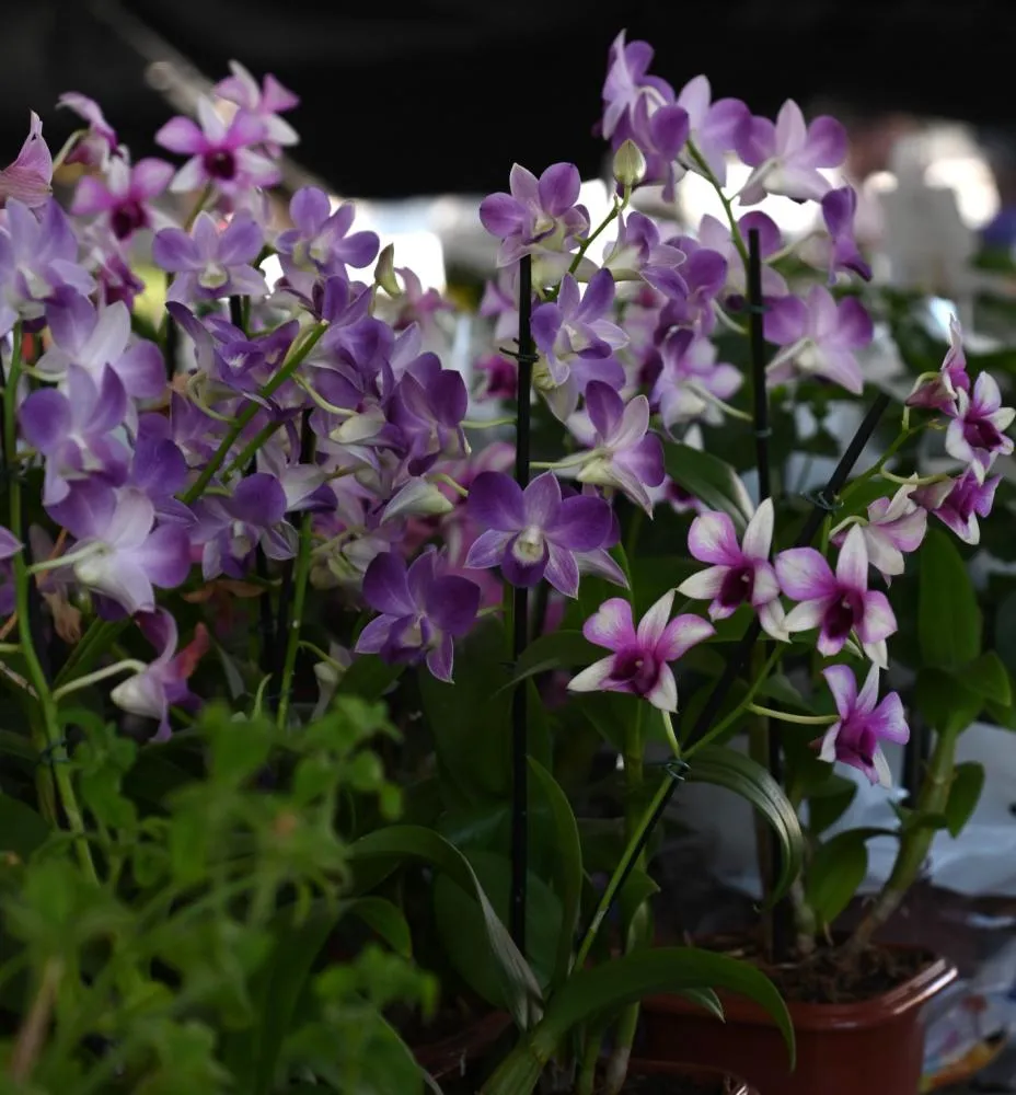 Flores s&atilde;o op&ccedil;&otilde;es de presentes para o dia dos namorados - foto: CCOM 