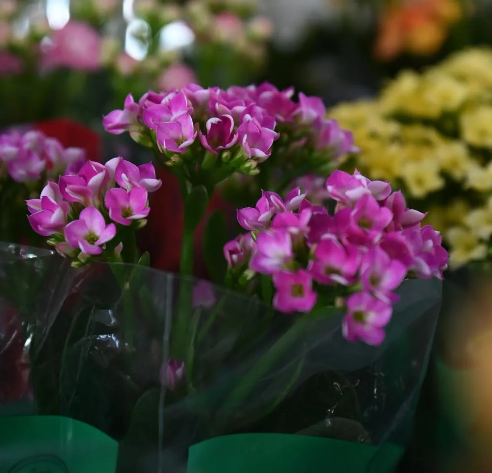 Dia dos namorados: Mercado das Flores recebe mais uma edição da Feira Flor Amor 