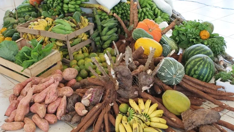 Pesquisadores da Ufopa apoiam entrega de alimentos em Oriximiná